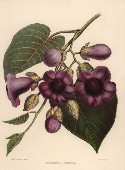 Elephant Creeper, Argyreia Nervosa by Unknown
